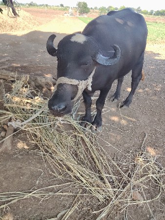 ખડેલી વેસવાની છે