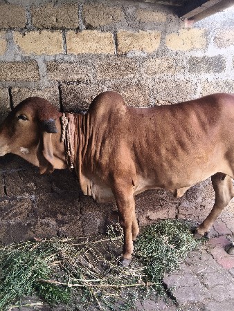 ગીર ઓડકુ છે