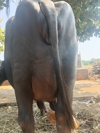ભેંસ વેચવાની છે