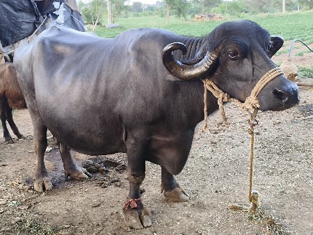 ભેંસ વેચવાની છે