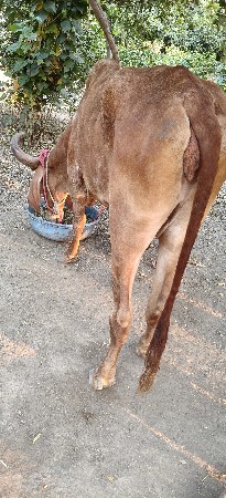 વેચવાની છે