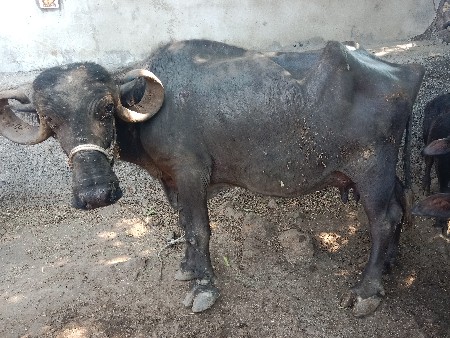 ગાય ને ભેસ બેયવેસવાના સે