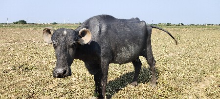 ભેંસ વેચવાની છે