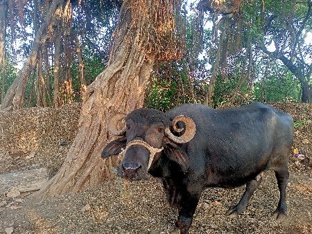 ભેંશ