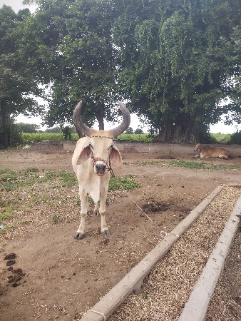 બળદ વેચવાનો છે