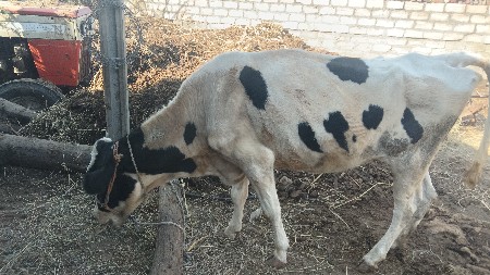 3ગાયુવેસવાનીસે