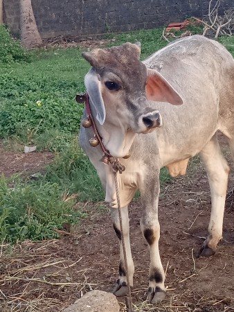 આની જોડે કરવાની છે