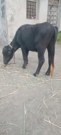 ખડેલા વેસવાના છે