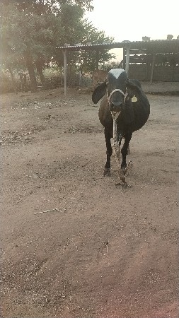 એચ. એફ. ગાય વેચવાની છે