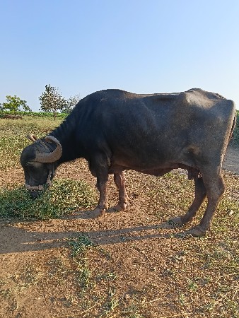 bhesh vechvani se