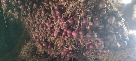 લાલ કળી વેચવા ની છે
