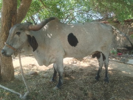 લીલડી ગાય વેચવા ની છે