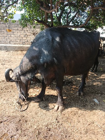 ભેંસ