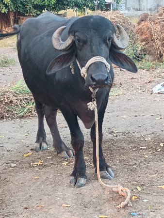 ખડેલી