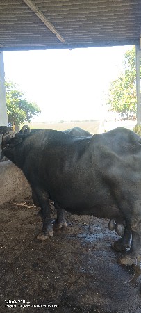 ભેંસ વેચવાની છે