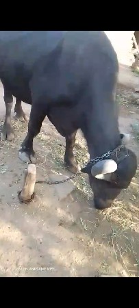 વેચવાની છે