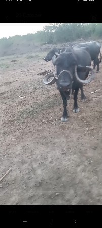 ૫ દિવસ ની વયાણલ છે