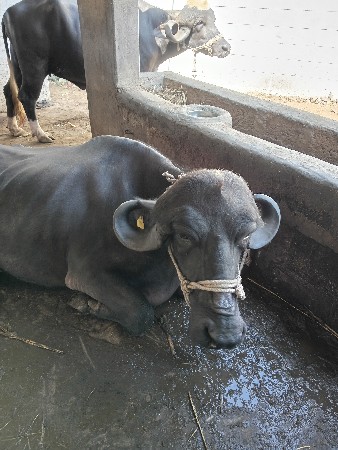 ભેંસ વેચવા ની છે