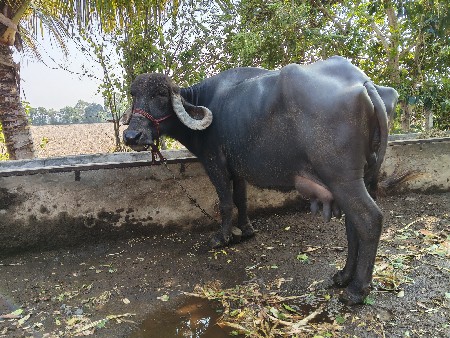 ભેંસ વેચવાની છે