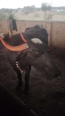 म्हैस दहा दिवस टाईम आहे