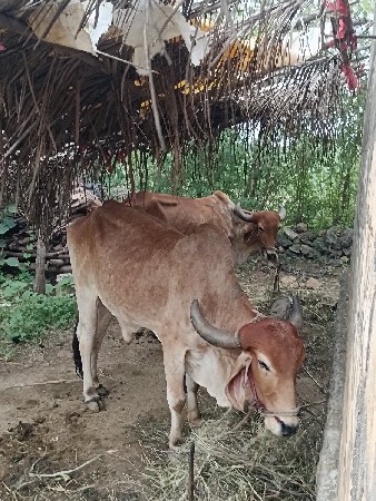 બળદ