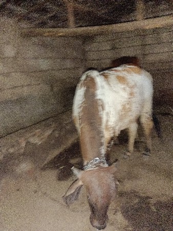 ગાય