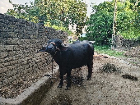 ભેંસ વેચવાની છે