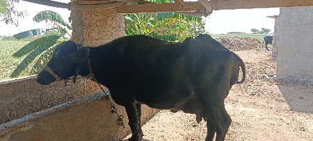 ભેંસ વેચવાની છે
