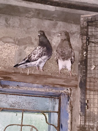 કબૂતર વેચવાના છે