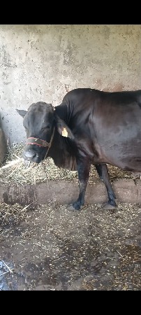 ગાય ઍસૅપ જરશી