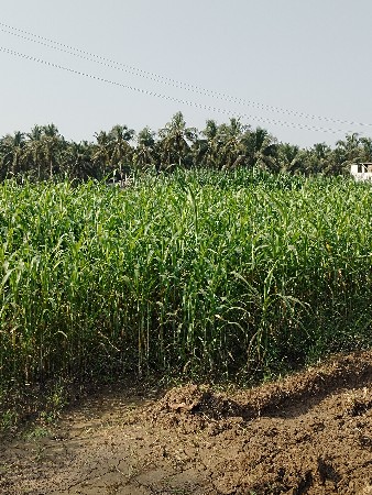 લીલી જુવાર