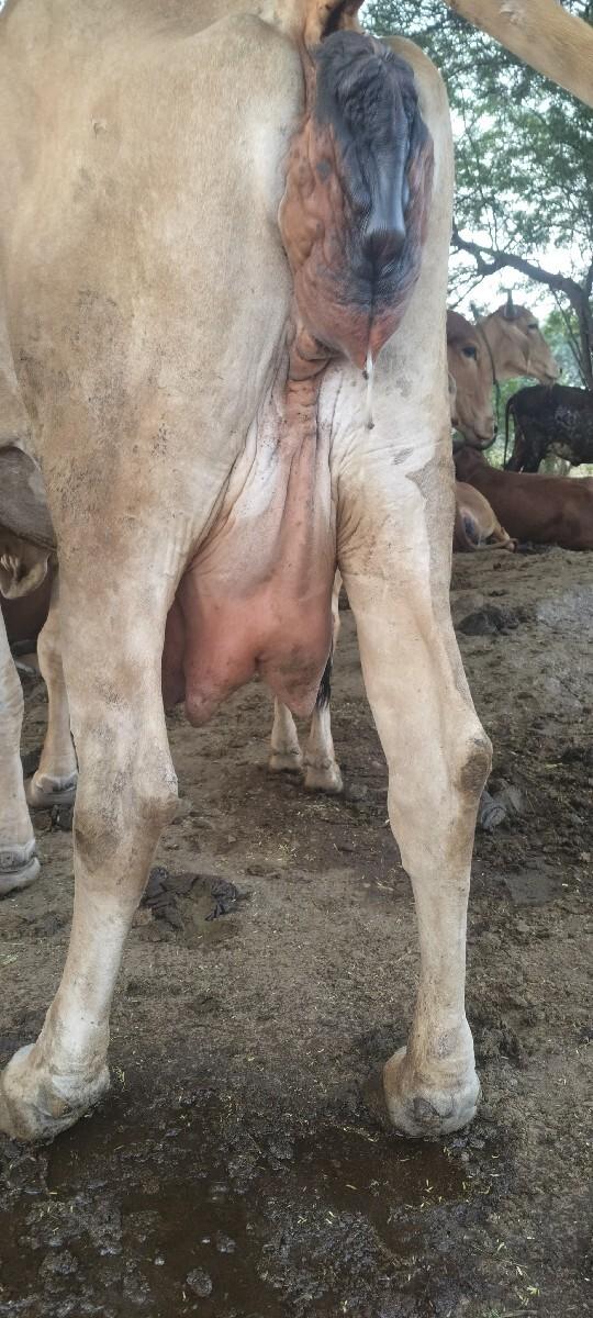 આ ઓડકી વેચવાની છે 2/3દીવસની કાચી છે