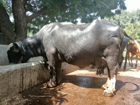 10 મો મહિનો
ચોથુ વેતર