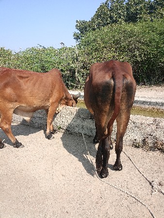 સાવ મફત ના ભાવે આપી દેવાનાહે