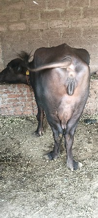 પેલું વેતર ભેંસ વેચવાની છે