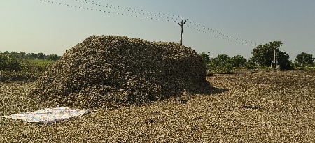 14 વીઘા નો ચારો વેચવાનો છે