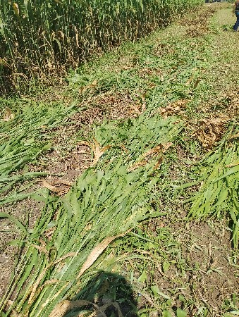 જુવાલ