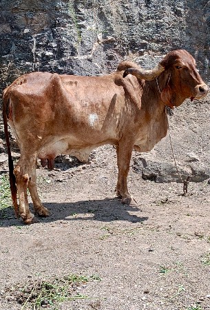 આ ગાય વેચવાની છે સુરોના કપિલા