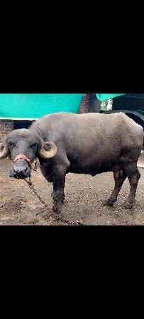 ભેંસ વેચવા ની છે
