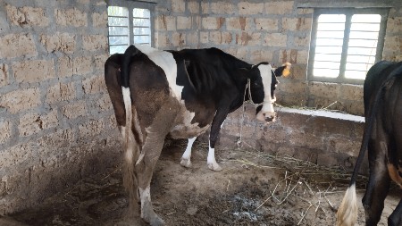 ગાય વેચવાની છે
