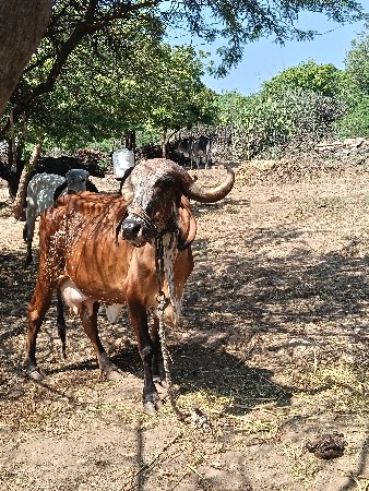 ગાય વેચવાની છે 3 વેતર