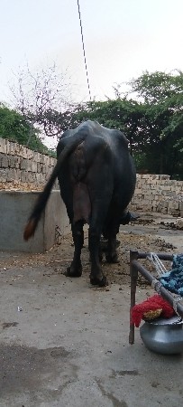 જીલ્લો પોરબંદર ગામ મંડેરભાઈ તાલુકો