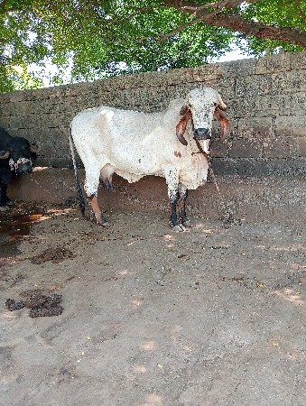 ગાય વેચવાની છે