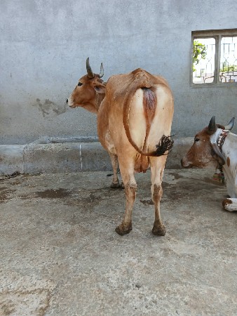 બે ગાય વેચવાની છે