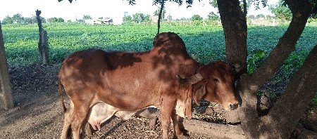 ઓરીજનલ ગીરગાય