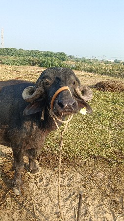 ખળેલી વેચવા ની છે
