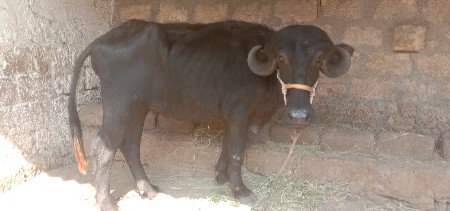 ૩વરશની ખણેલીવેશવાનીશે