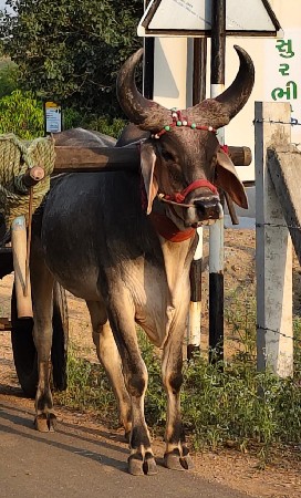 આવો ગોઢલો લેવા નો છે