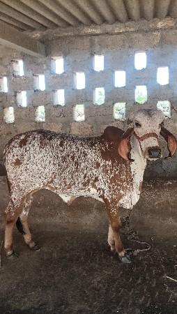 ગાય ને વસડી દેવાની છે