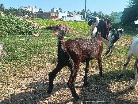 1 bakri 1 bacchi vechvanu che